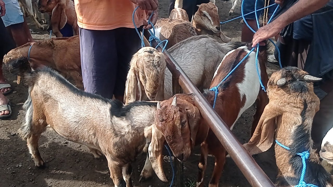 Delok Kandang sedang live! Pasar Bendilwungu Tulungagung 