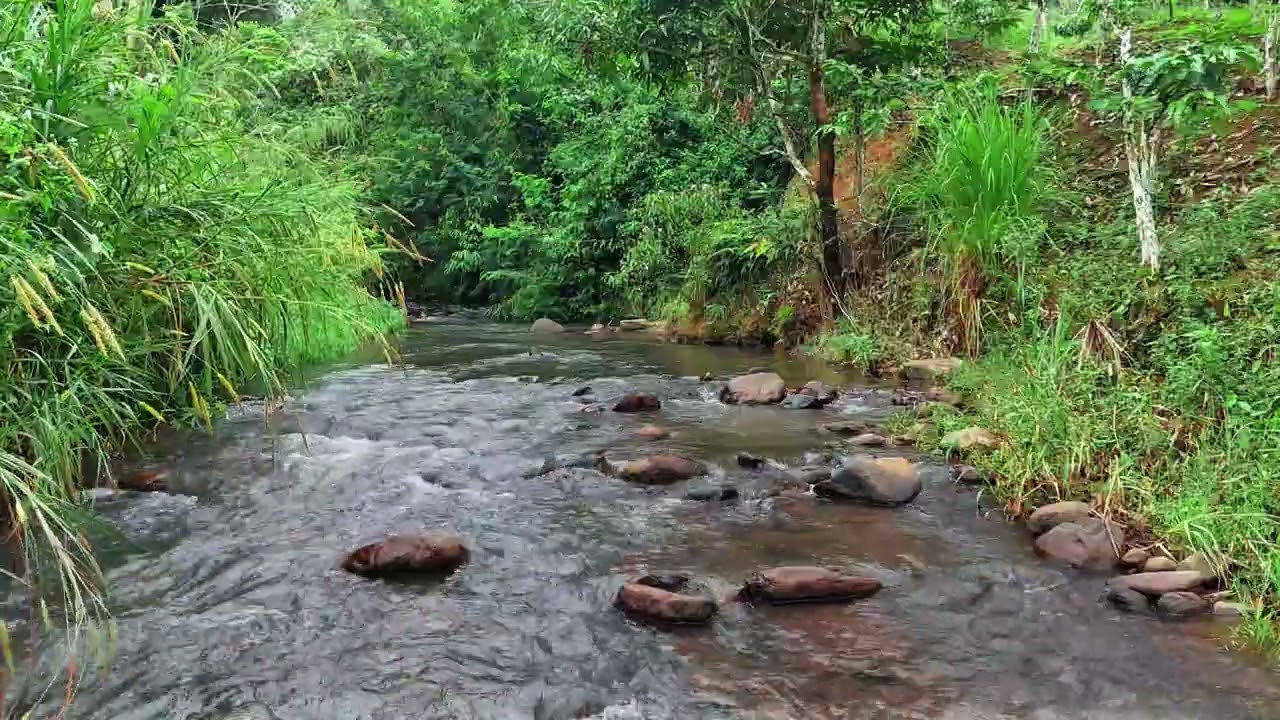 Peaceful Tropical River Flow Over Rocks for Focus and Sleep