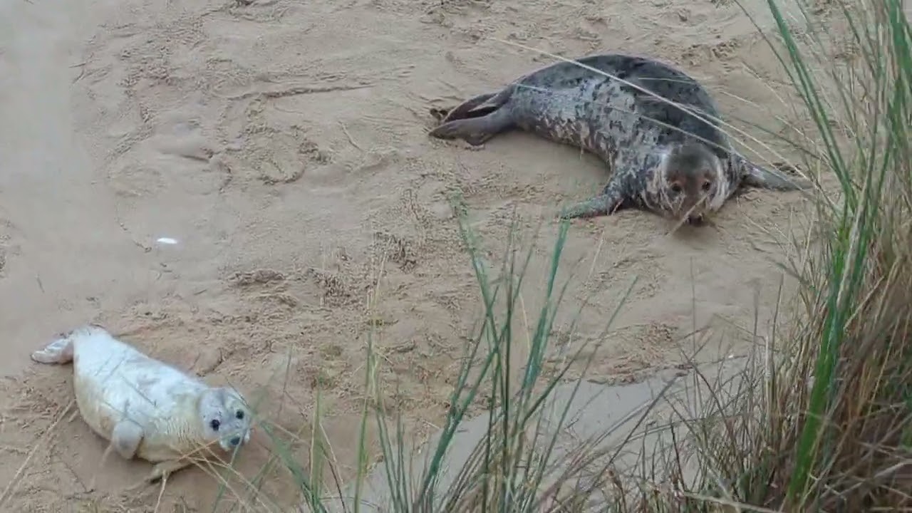 Seals at Winterton-at-sea in Norfolk, UK