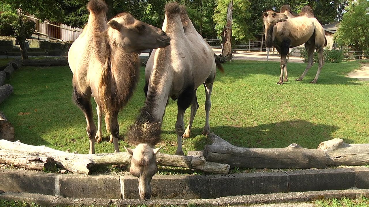 Tierpark Falkenstein – klein aber fein