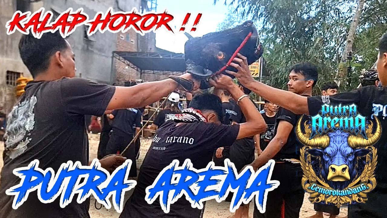 KALAP HOROR‼️😡BANTENGAN PUTRA AREMA feat LEMBU TARUNO KEJAR PENONTON SRUITAN