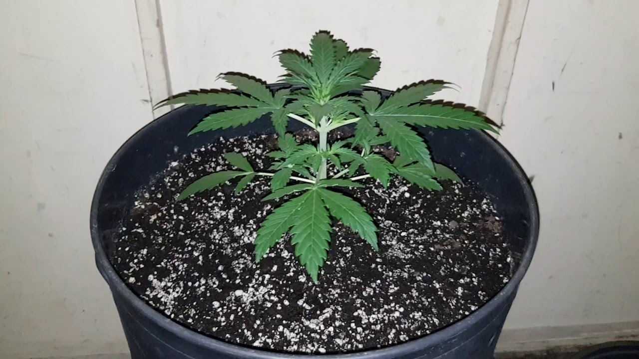 West Coast OG Auto fast bud seeds day 14 week 2. Mark