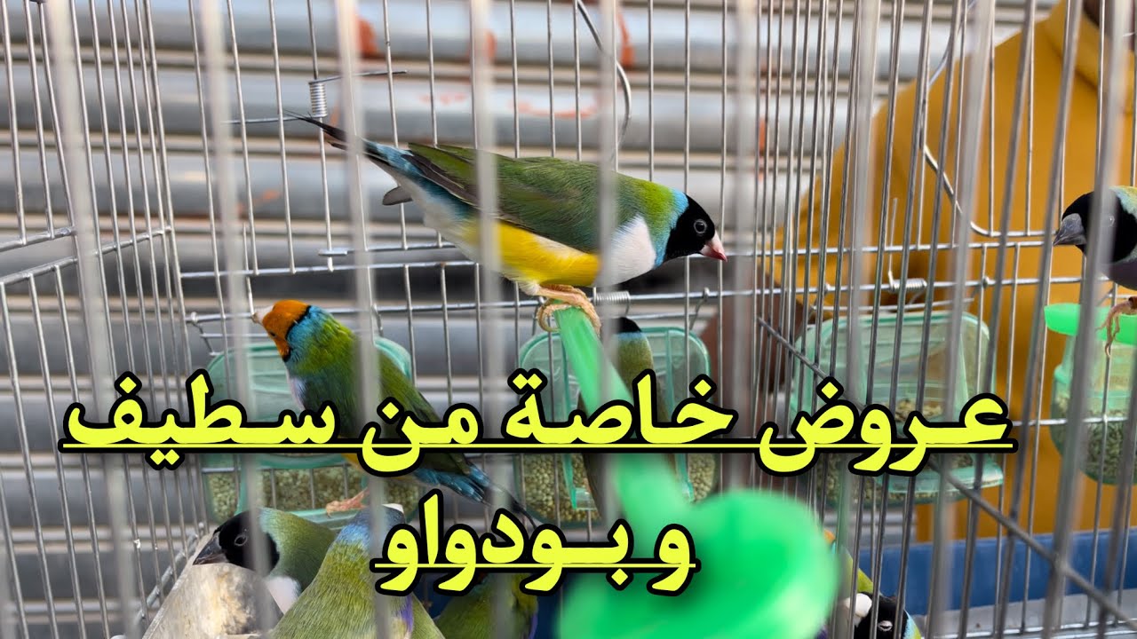متوفر أزواج  الكناري و طيور ديامو ڤولد للبيع هنا سطيف و بودواو 🍀