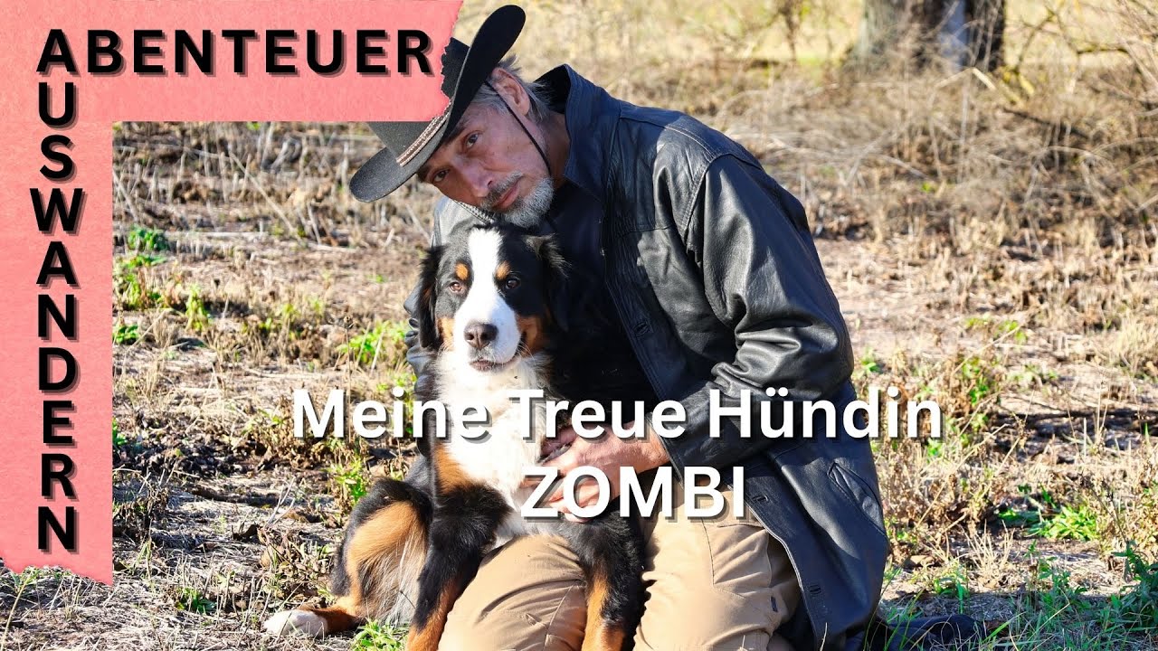 Mein #bernersennenhund Zombi #auswanderer#abenteuer #neueszuhause#ungarn#dog#bernesemountaindog