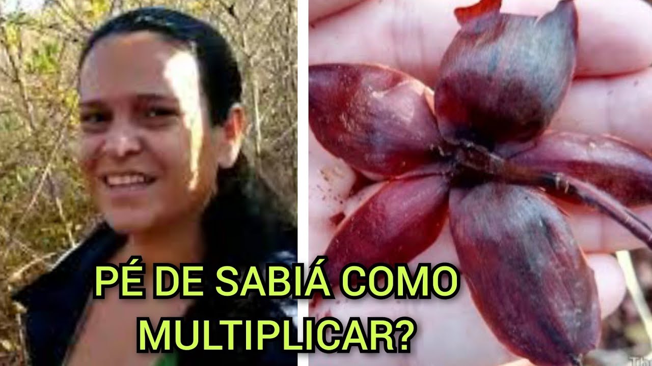 Como multiplicar o PÉ DE SABIÁ? Vamos conhecer.