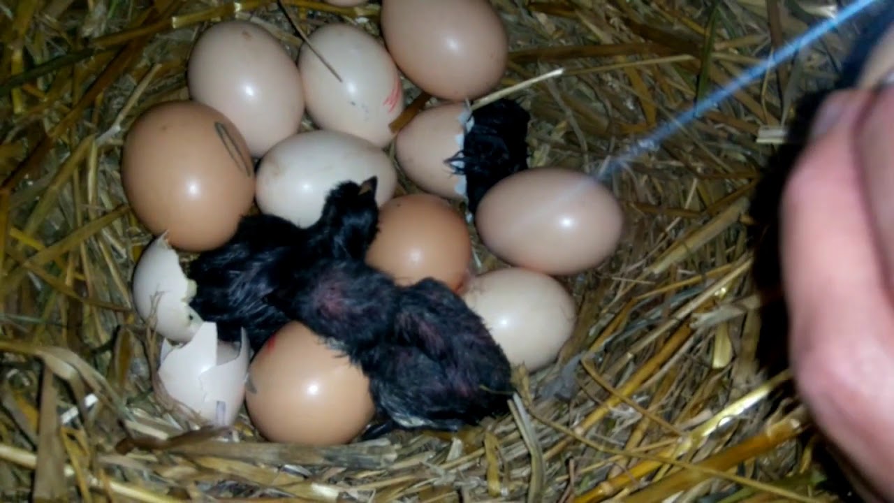 Вылупление цыплят наседкой...от А до Я Hatching of chickens by brood hen ... from A to Z