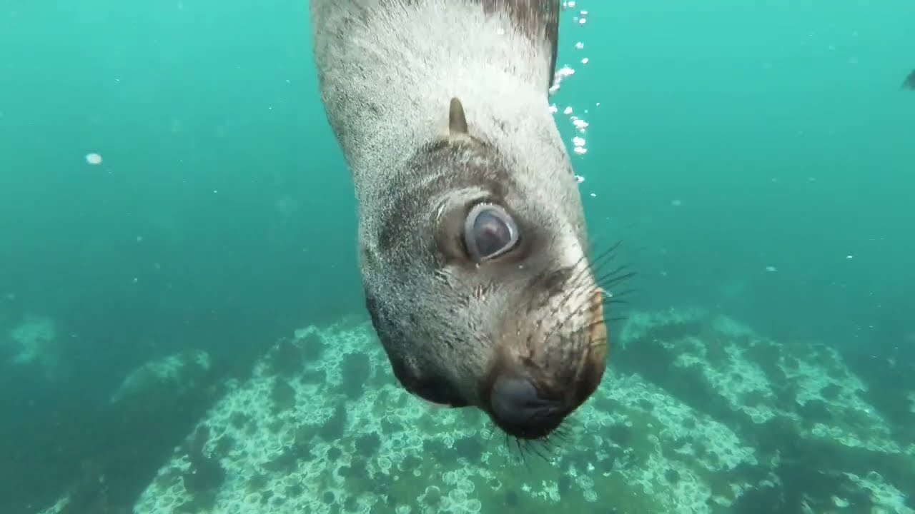 【4K】🦌 ANIMAL WORLD - NATURE SERIES