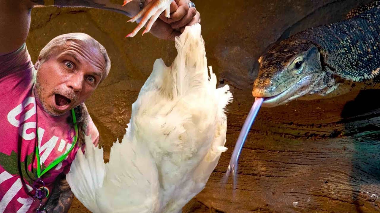 FEEDING MY GIANT LIZARDS AT MY REPTILE ZOO!! | BRIAN BARCZYK