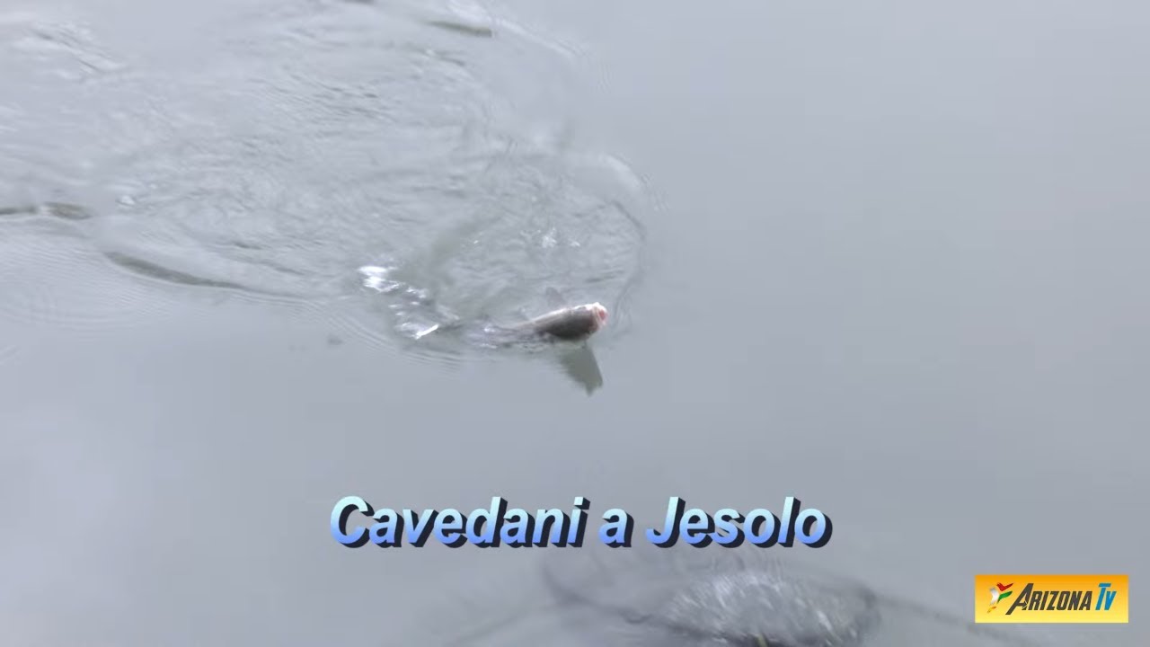 MONDO PESCA - A PESCA COL TEO - CAVEDANI A JESOLO - FIUME SILE - #fishing  #fisherman