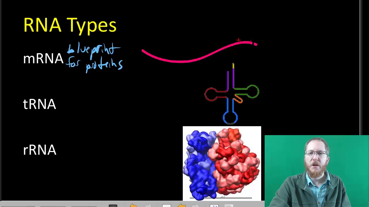 RNA