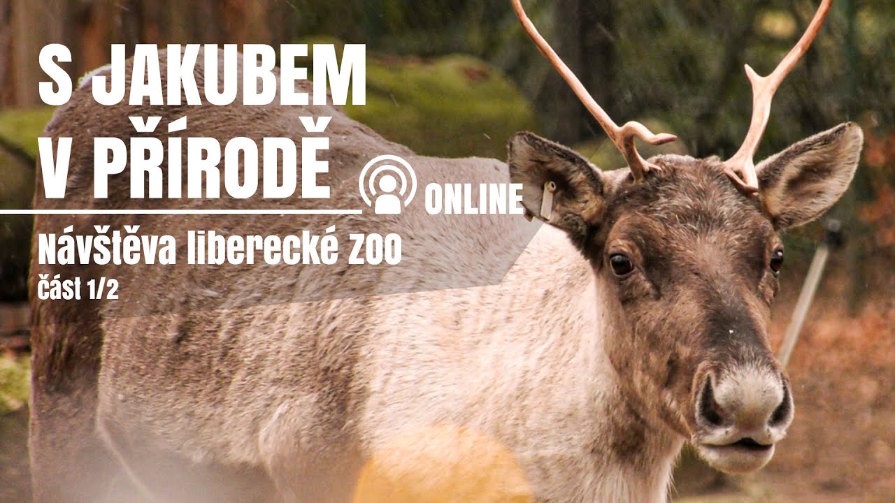 S Jakubem v přírodě online - Návštěva liberecké zoo čast 1/2