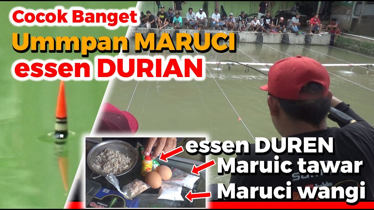 Mantap... UMPAN MARUCI FULL ESSEN AROMA DURIAN !! MASUK BANGET DI 70 LAPAK FULL.