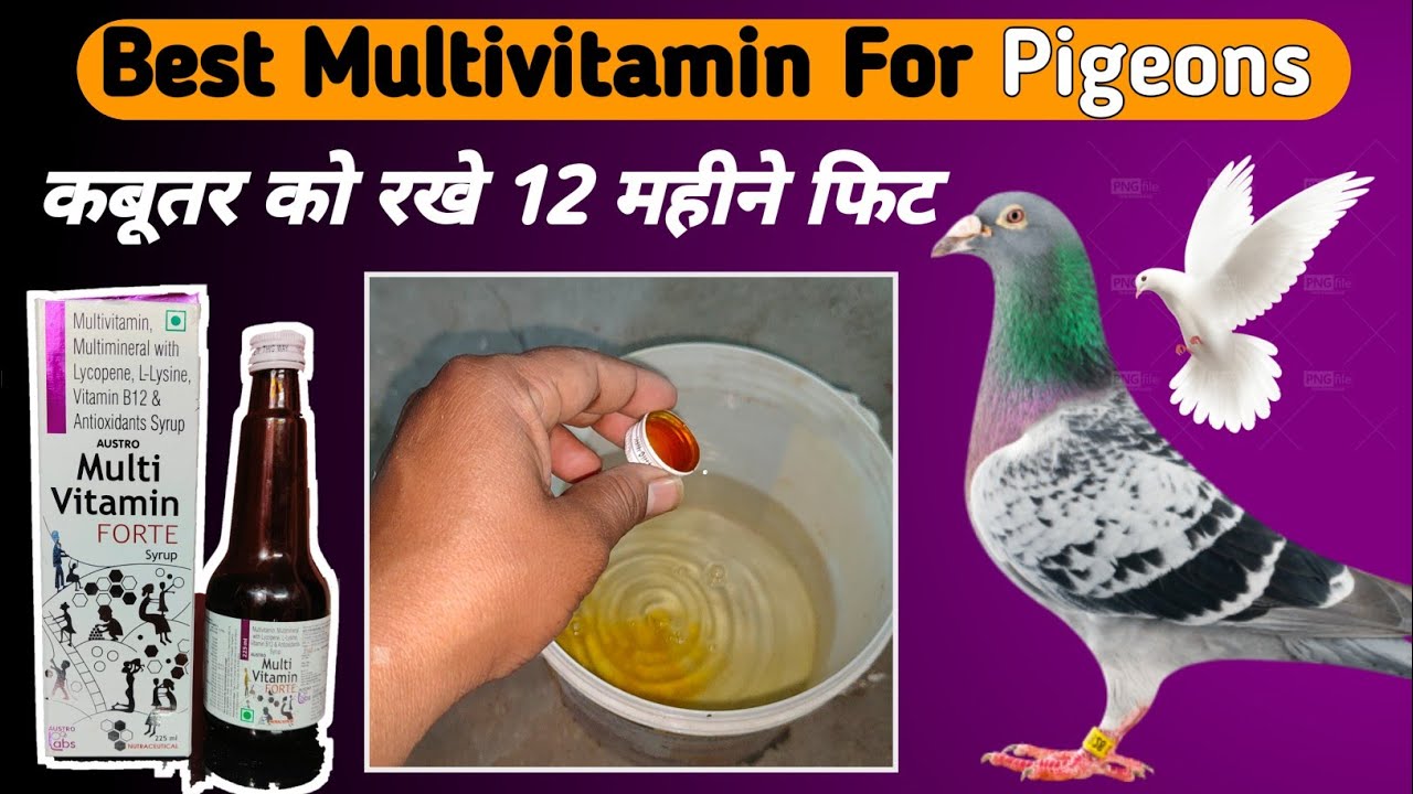 Multivitamin For Pigeons || Kabootar ko har bimari se aise bachaye || Pigeons treatment |