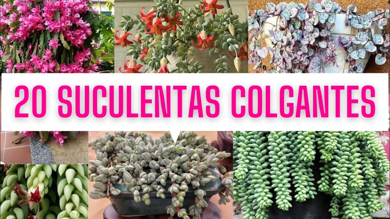20 SUCULENTAS COLGANTES / PLANTAS COLGANTES