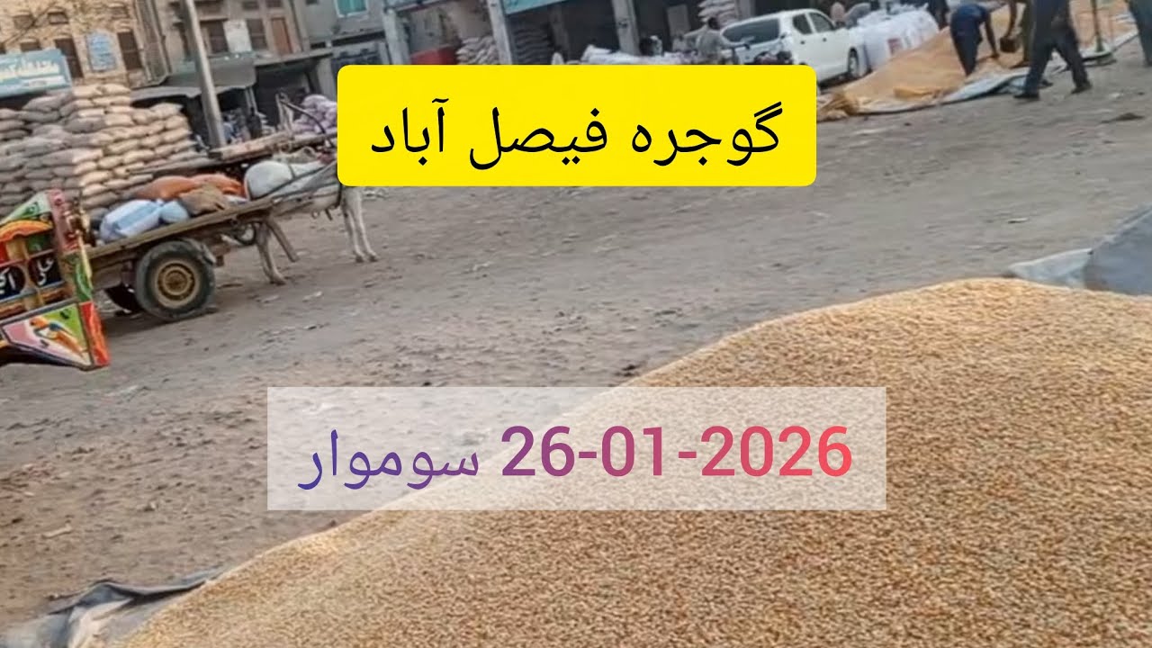 Gojra Faisalabad Galla Mandi Rates Update. wheat, serson, maize, tilli, chari, mongi, alsi and kaads