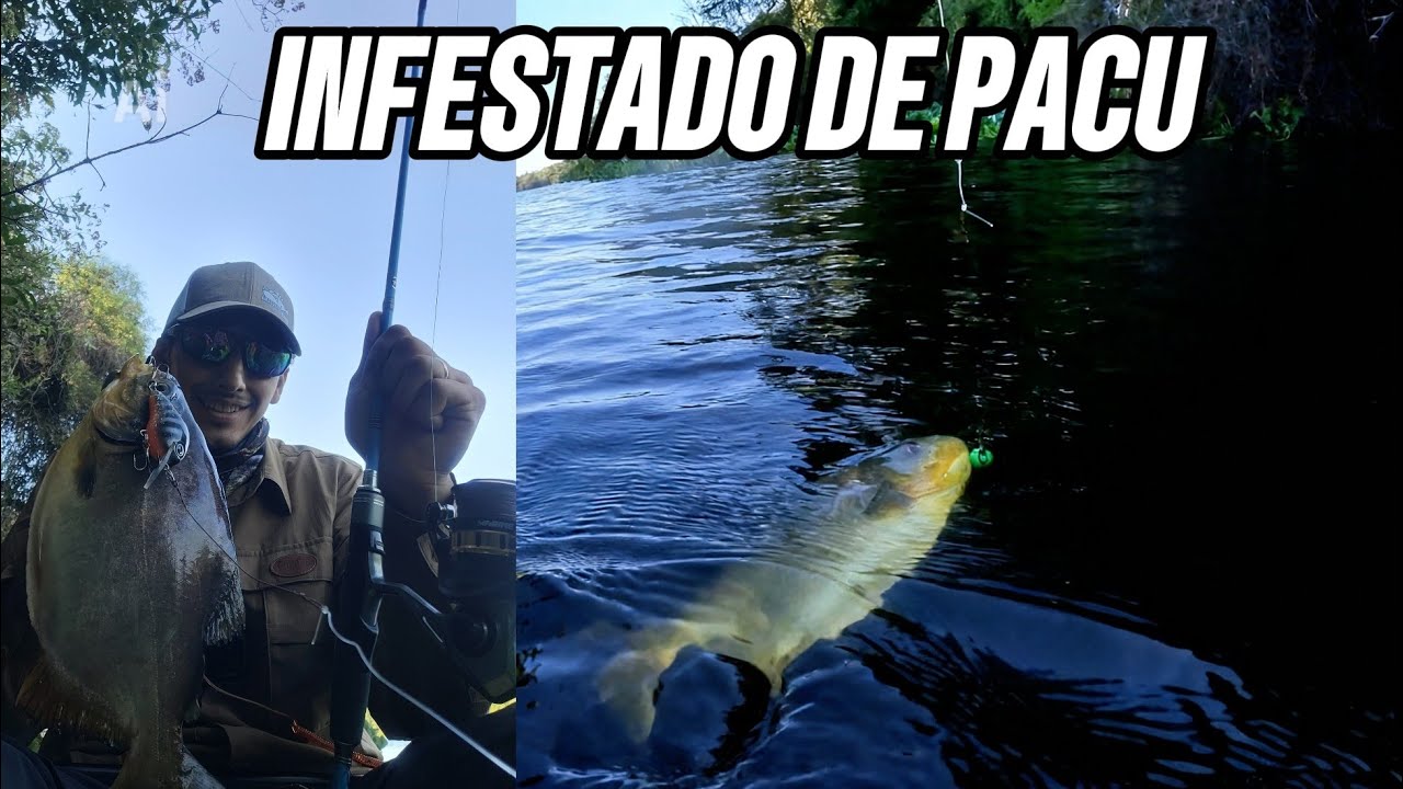 Rio lleno de vida INFESTADO de pacues
