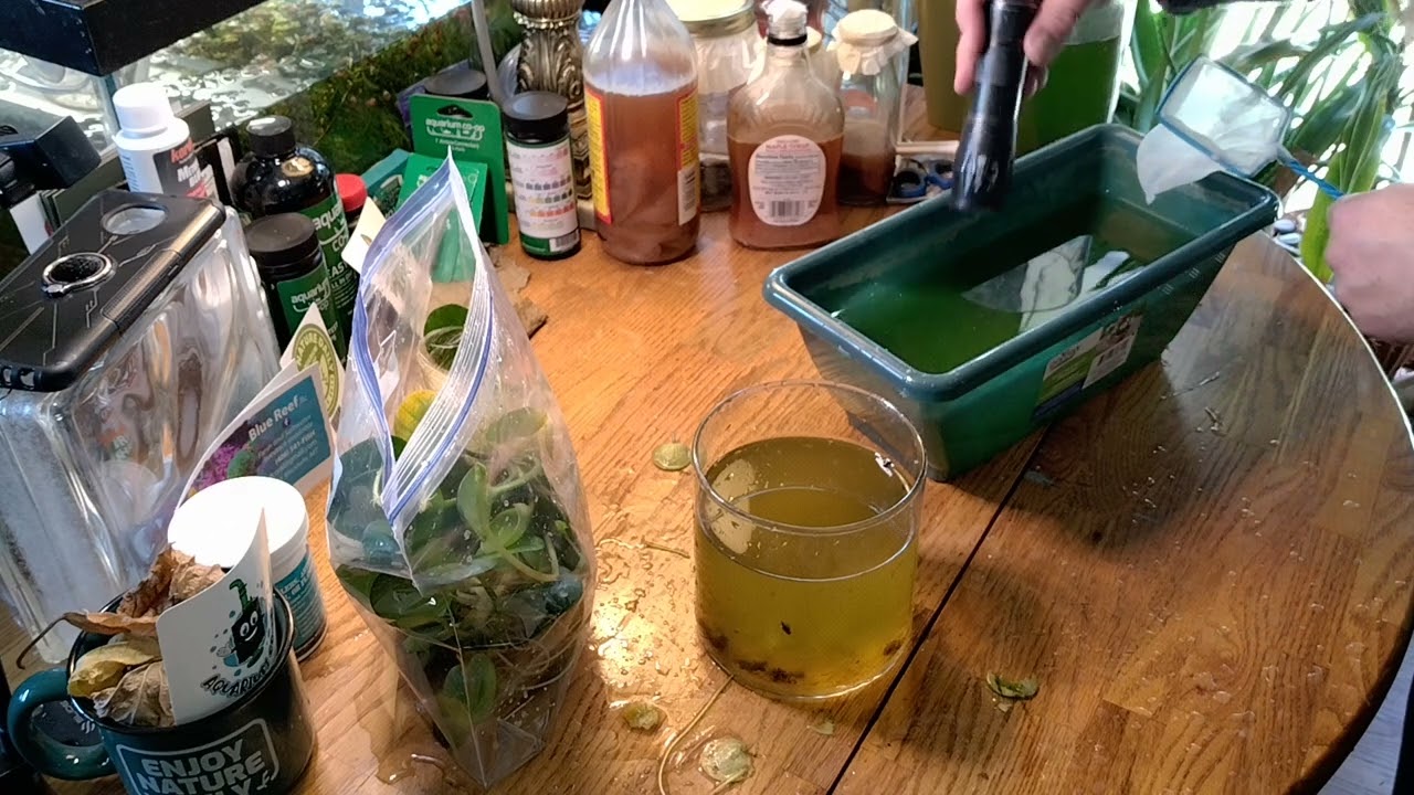 Подготовка Frogbit и Scuds для моего LFS