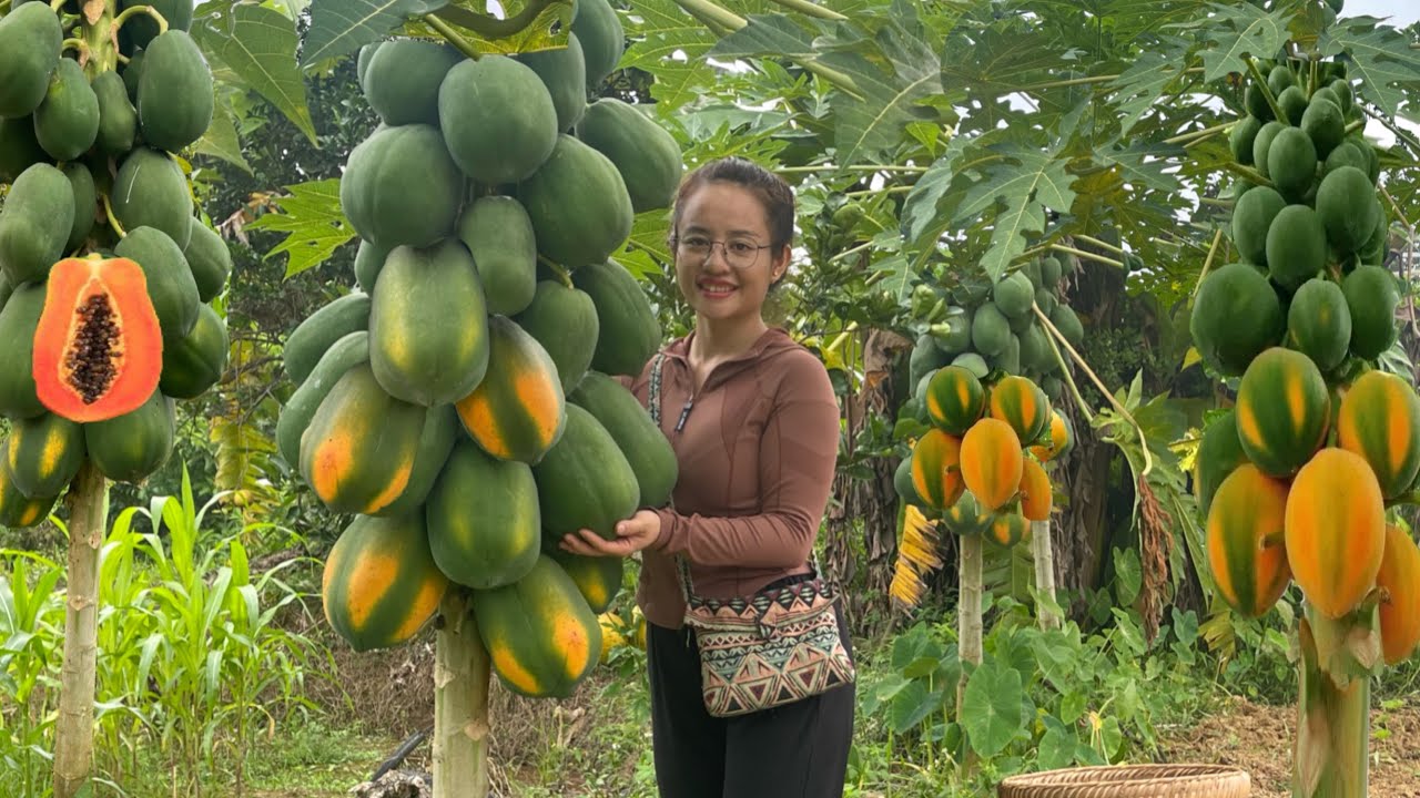 harvest papaya and passion fruit to sell at the market