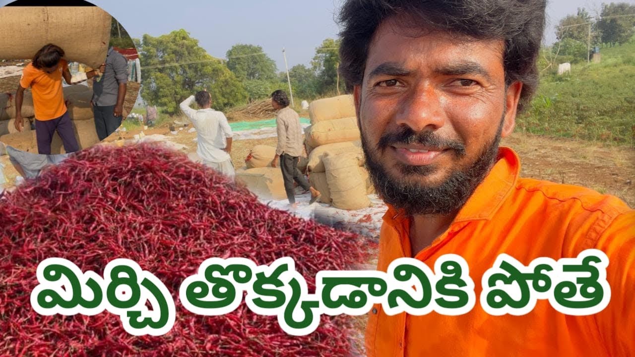 మొదటి రోజు పనికి వెళ్తే | మిర్చి తొక్కడానికి వెళ్తే #comedy #work | Action Comedy Star