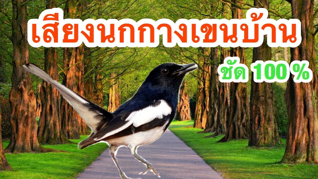 นกกางเขนบ้าน นกบินหลา | เสียงนกกางเขนบ้าน | เสียงชัด 100% (เสียงต่อนก) Ep.3
