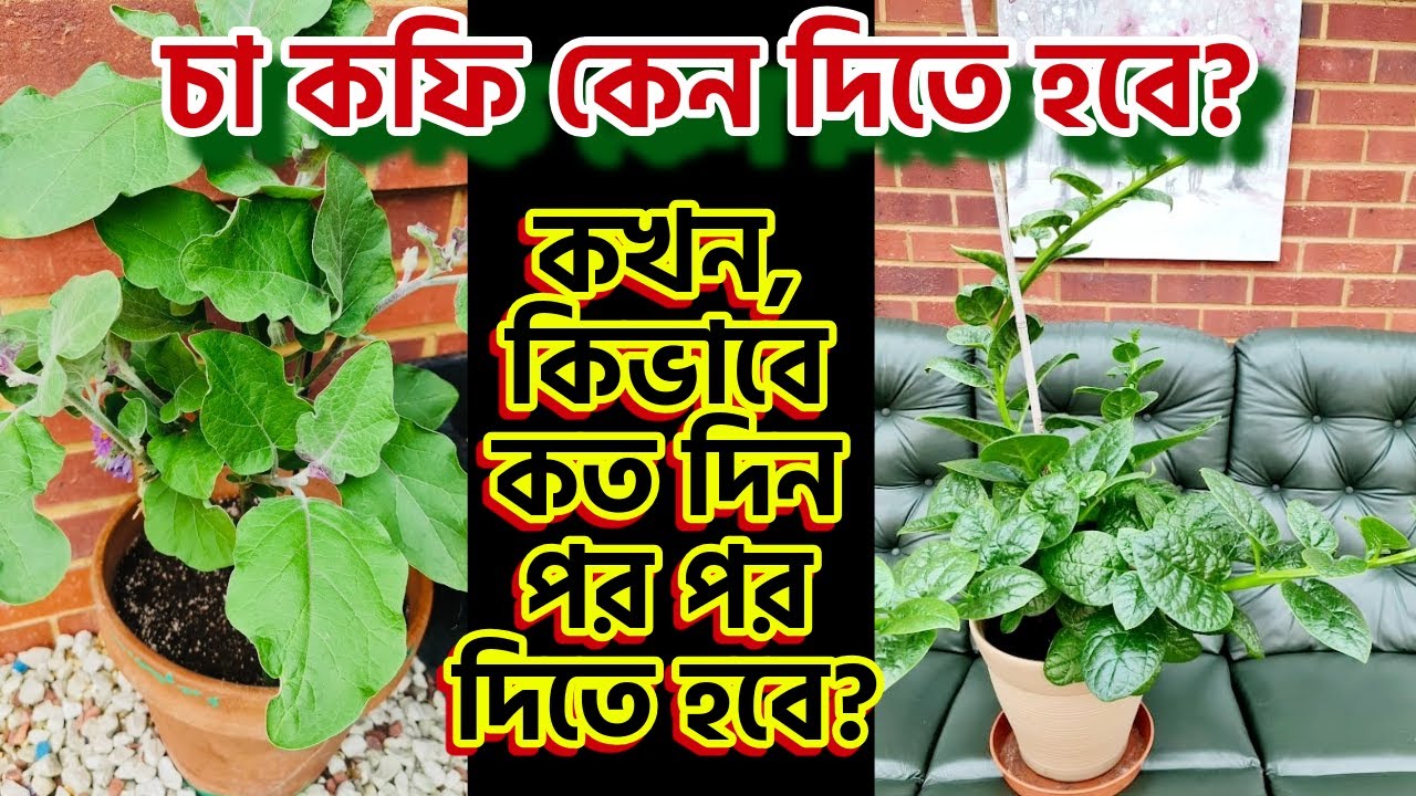 চা কফি কোন কোন গাছে দিতে হবে, কেন দিতে হবে, কখন, কিভাবে, কি পরিমাণে ও কত দিন পর পর দিতে হবে