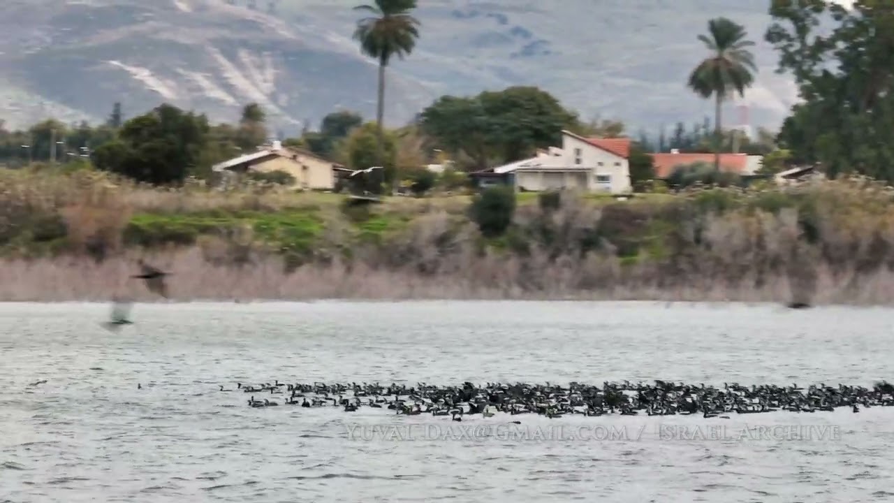 Sea of Galilee aerial /צילוום אויר - כינרת