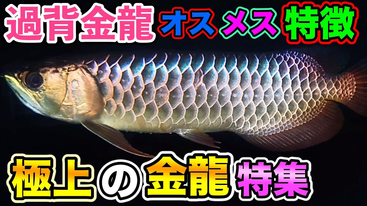 原種『純血過背金龍』藍底過背金龍の真相〜　アロワナ　オスメス解説　　極上のゴールデンヘッド金龍特集　アルポンガス過背金龍『アクアリウム』「ショップ訪問』