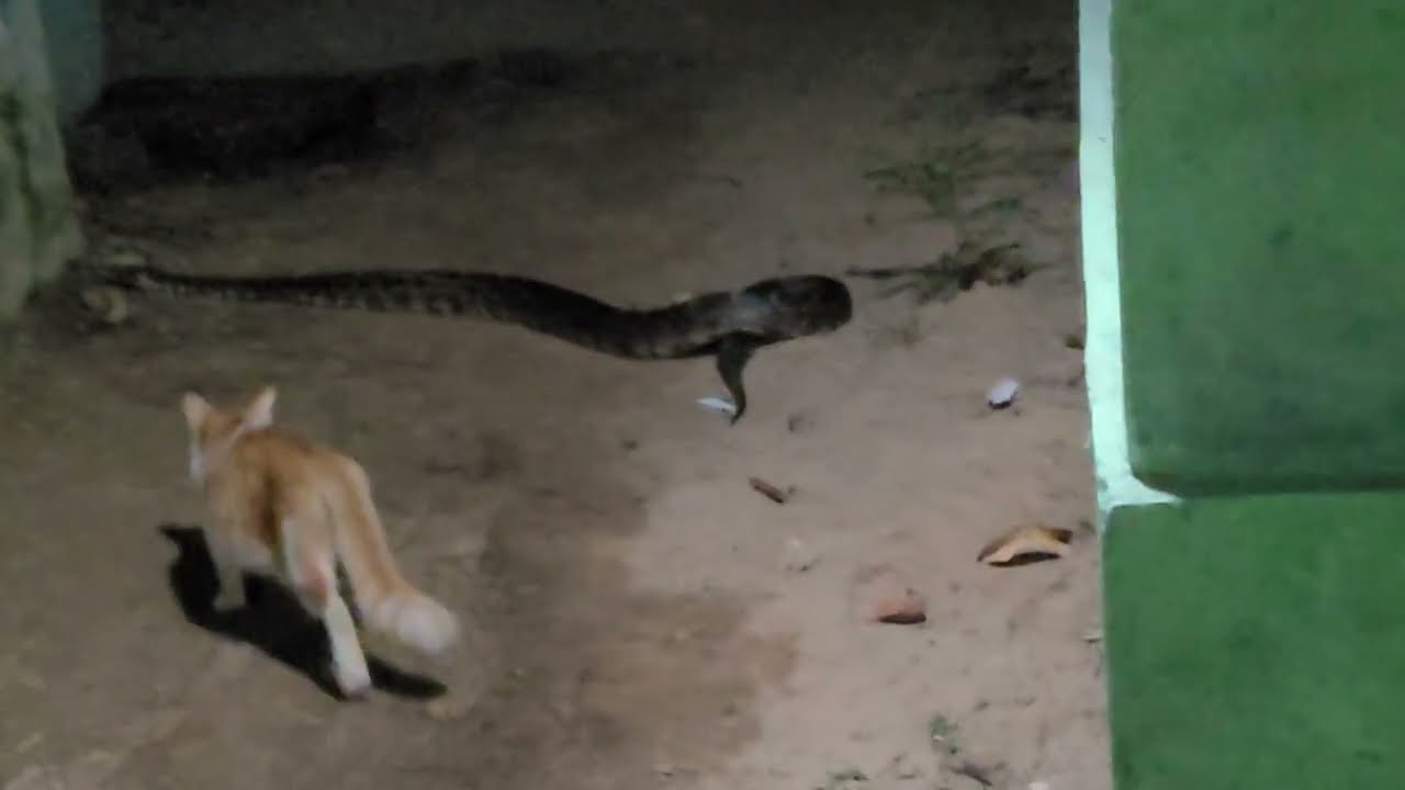 Dangerous Python 😱 | खतरनाक से खतरनाक द्रशय कैमरे में कैद हुआ ! | Cat and Python Snake Fight 🐍