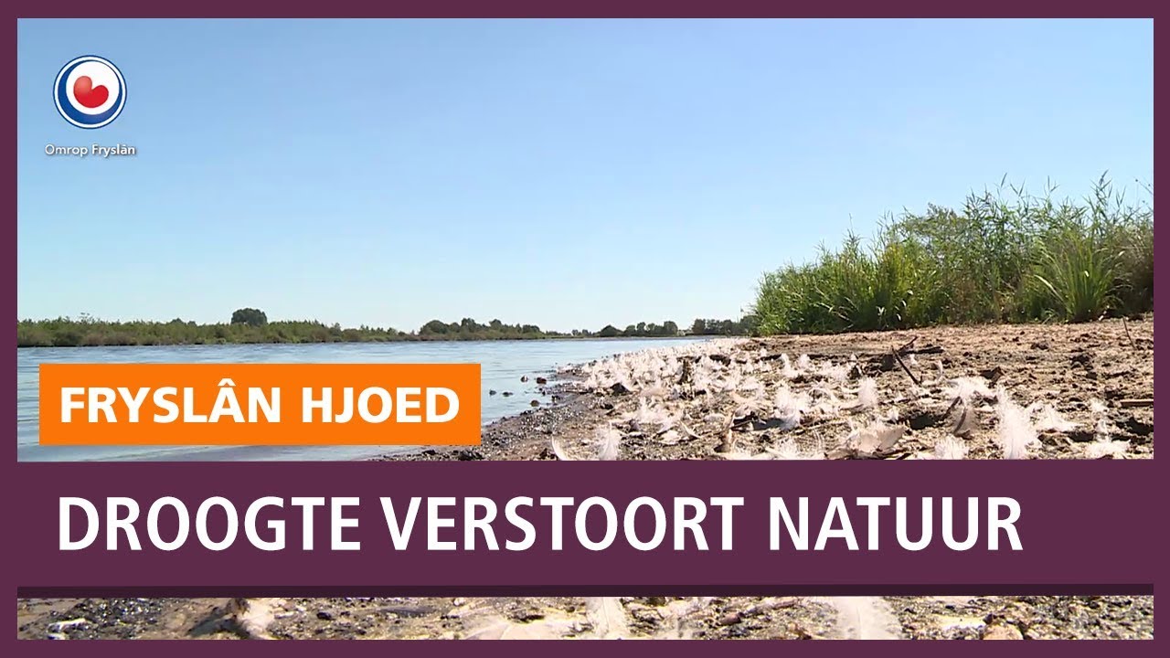 REPO: Droogte verstoort de Friese natuur