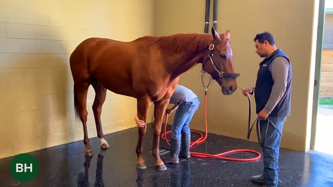 Monomoy Girl at WinStar