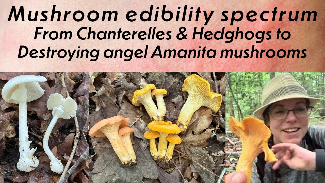 Wild mushroom edibility spectrum: From tasty chanterelles & hedgehogs to deadly destroying angels