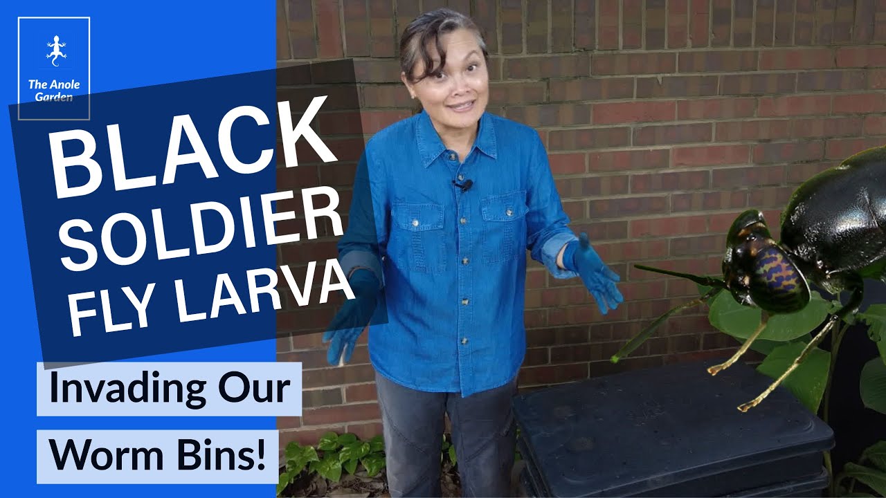 Black Soldier Fly Larva in Composting Worm Bins