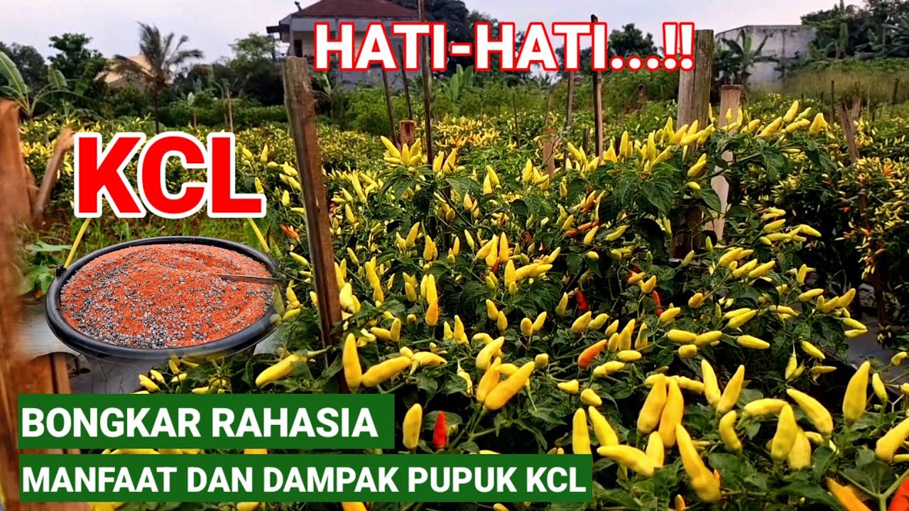 BONGKAR RAHASIA PUPUK KCL..!! MANFAAT UNTUK TANAMAN CABE