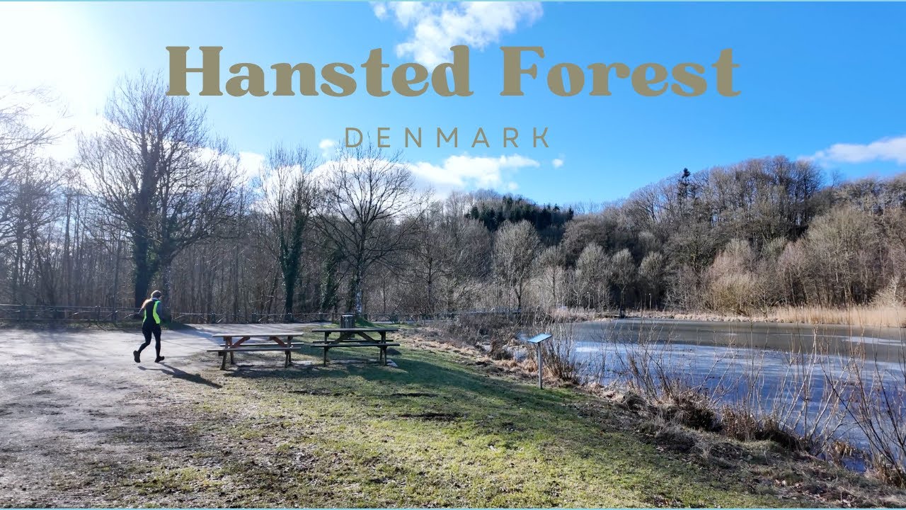 Winter walk in the forest - Hansted Skov in Denmark