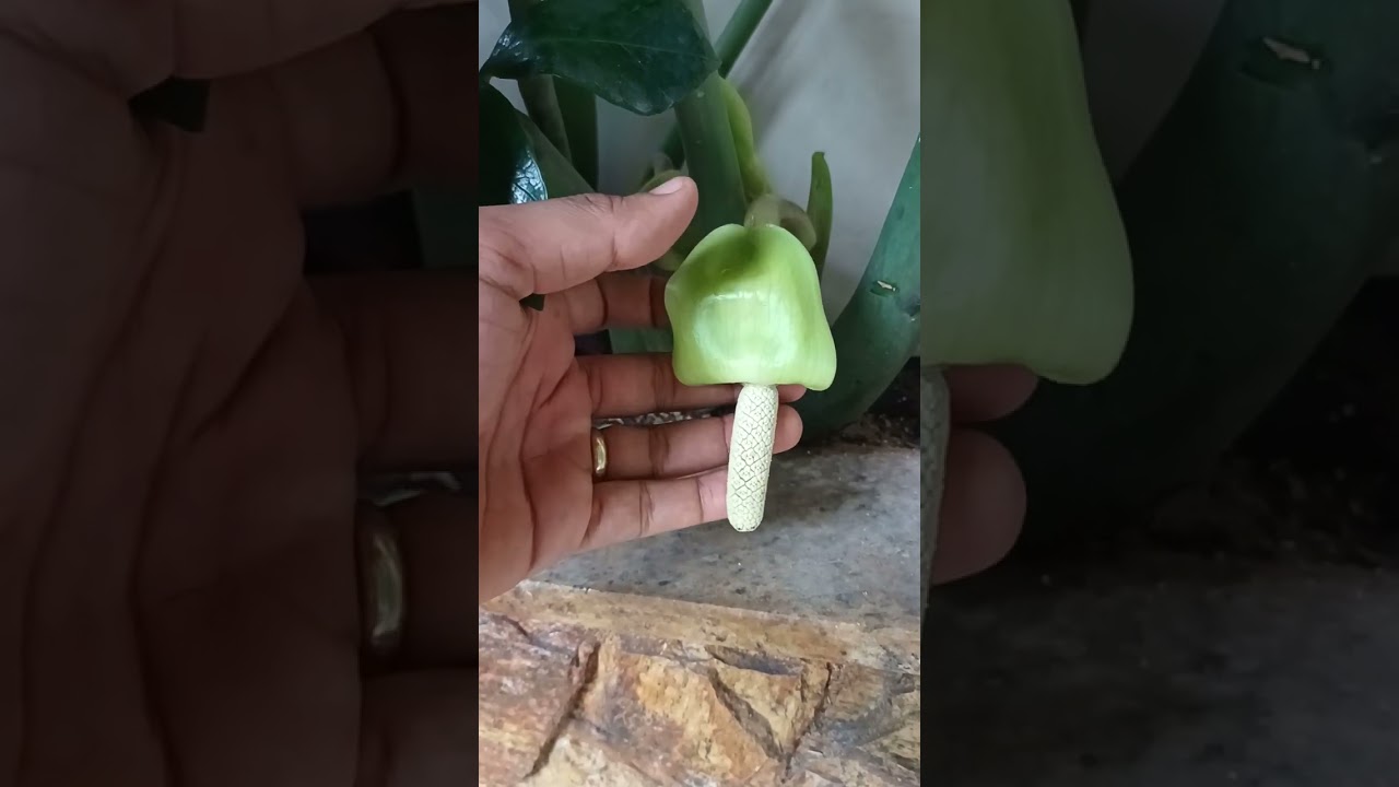 FLOR da ZAMIOCULCA!!