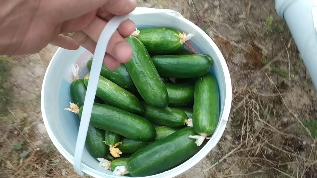 TOPRAKSIZ TARIM SUDA YETİŞEN  SALATALIK HASATI.