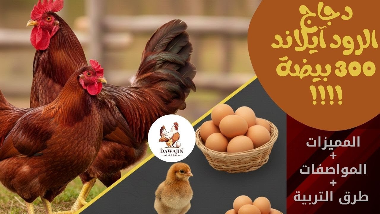 سلالة الرود آيلاند الأحمر, ملكة المزرعة بلا منازع! 👑 , 300 بيضة في السنة ولحم فاخر في سلالة واحدة.