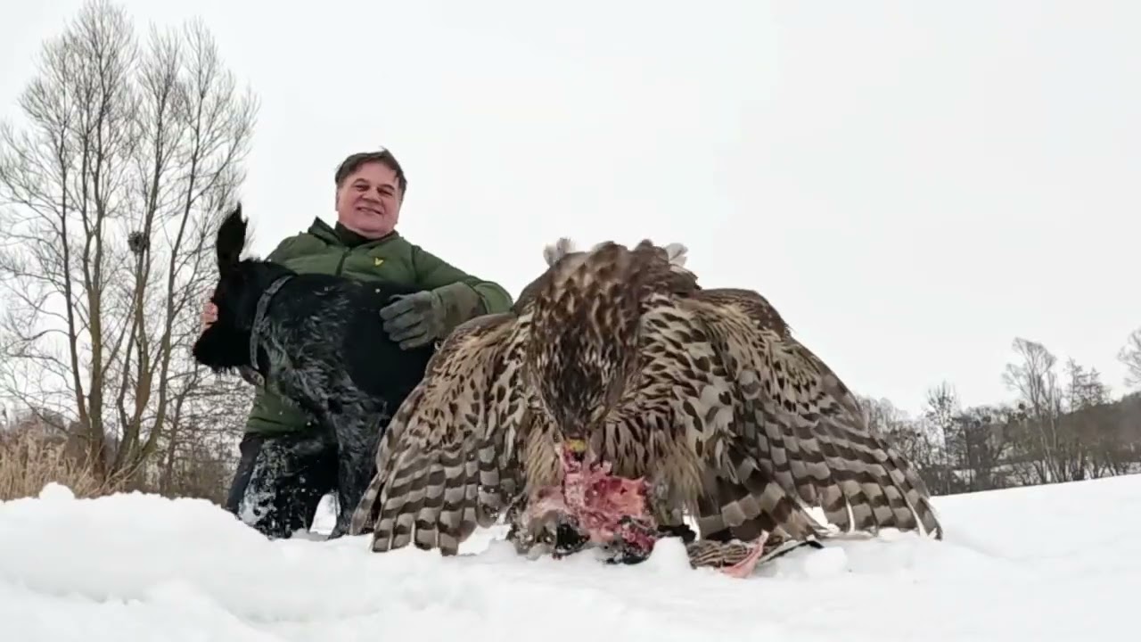 Jastrząb i wyżeł