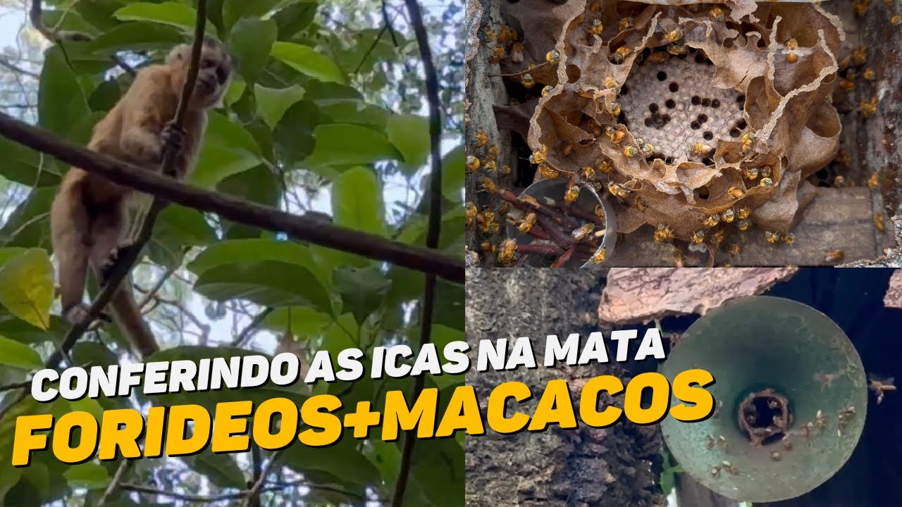 Conferindo as ISCAS na MATA! Captura com FORÍDEO e MACACOS aparecendo 😱🐝