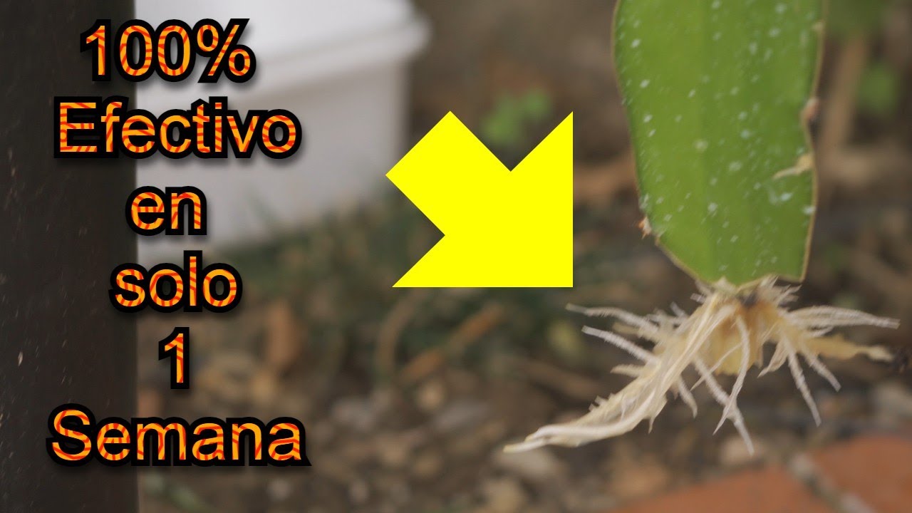 Aprende a Enraizar Pitahaya (Fruta Dragón) Fácilmente en 3 Minutos | American Beauty y Purple Haze