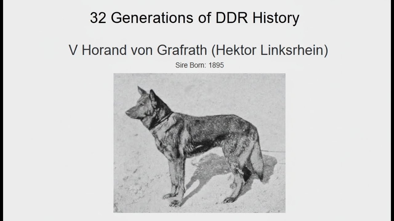Ranger’s DDR Lineage | 32 Generations to the First GSD