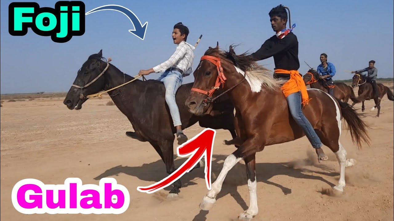 गुजरात किंग फ़ौजी को गुलाब ने हरैया || HORSE RACE AT VEKRIYA RANN KUTCH 2022