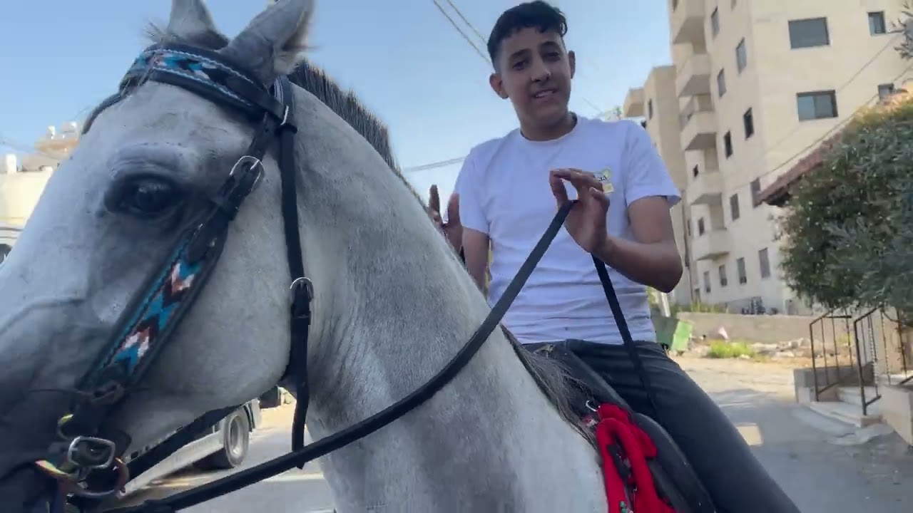 تم تبديل حصان عربي بدون اوراق مع حصان بأوراق مع جمال العمواسي