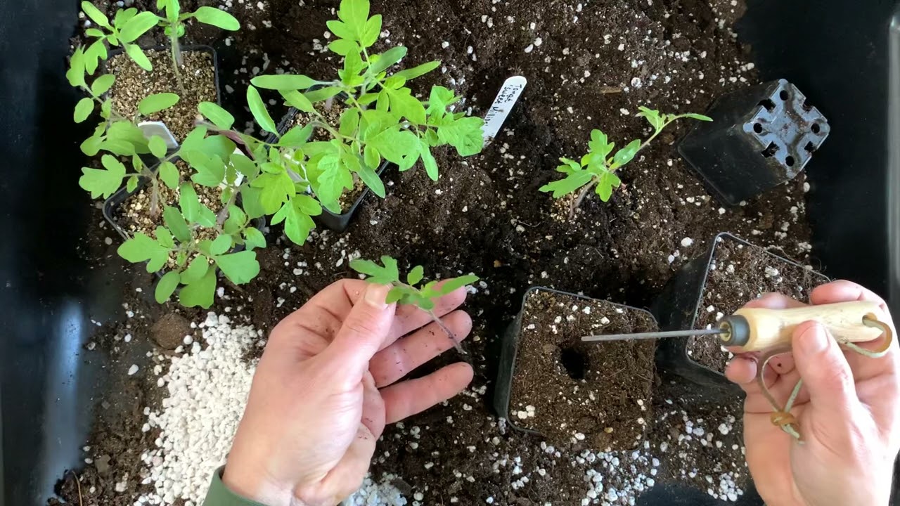 Kenneth planter om tomatplanter.