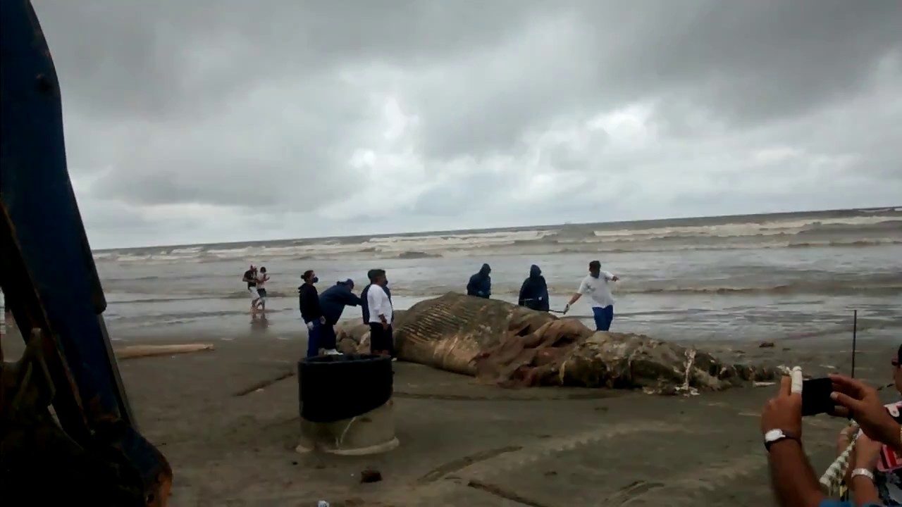 Praia de Peruibe Baleia morta encalha part 3