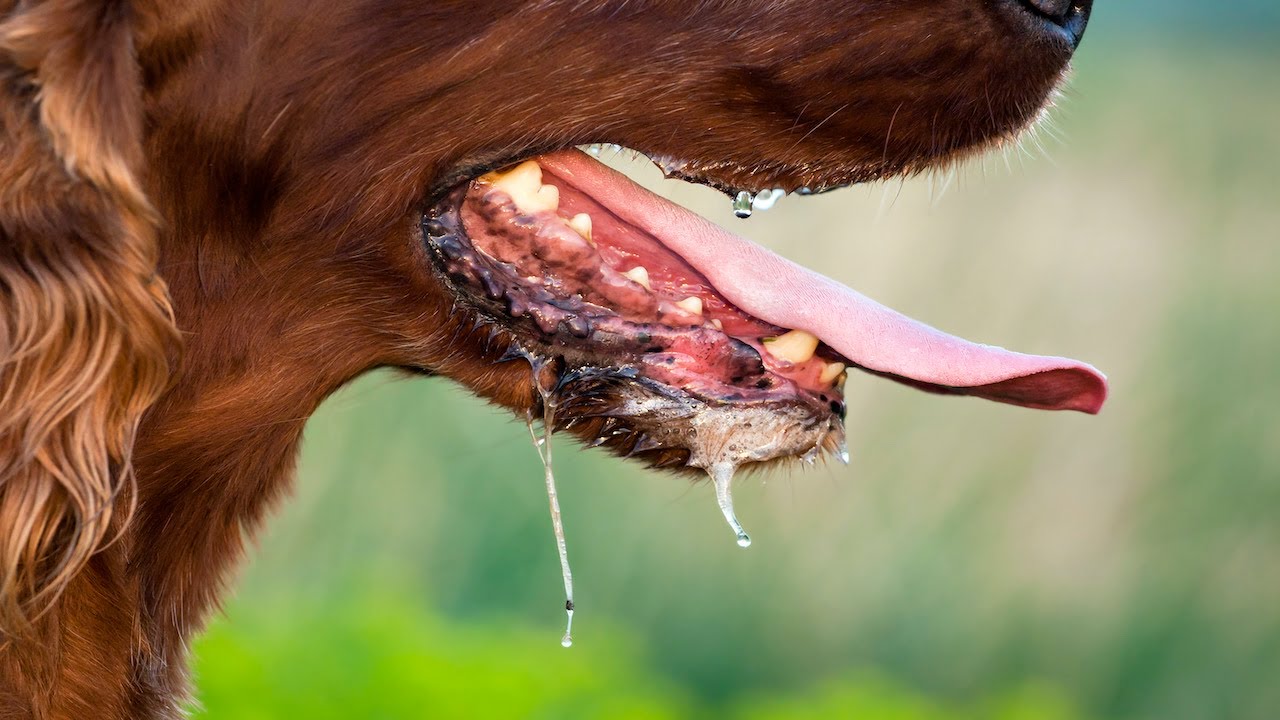 Dog Panting Sound Effect | 10 MINUTES | High Quality Audio