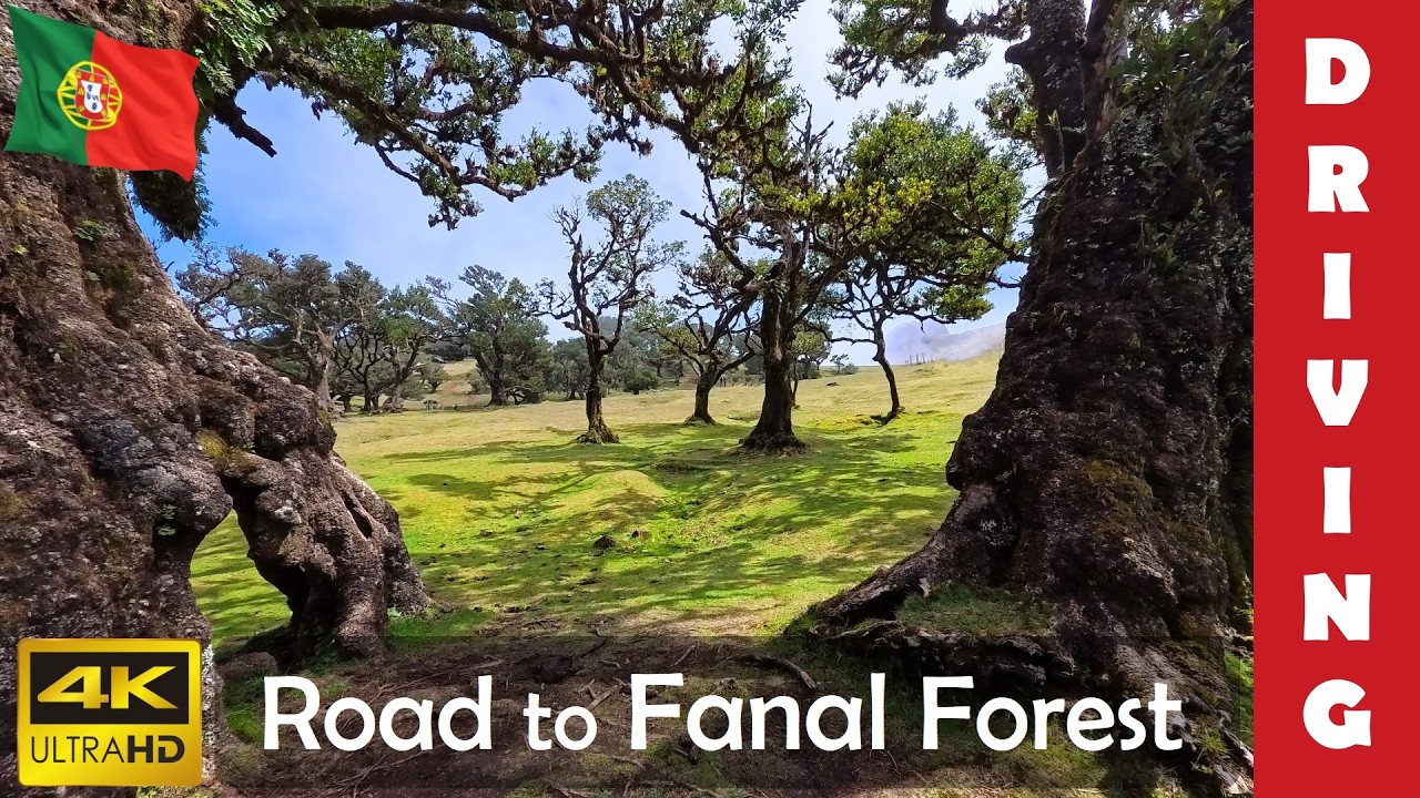 Driving in Madeira 4: Road to the mystical Fanal forest | 4K 60fps