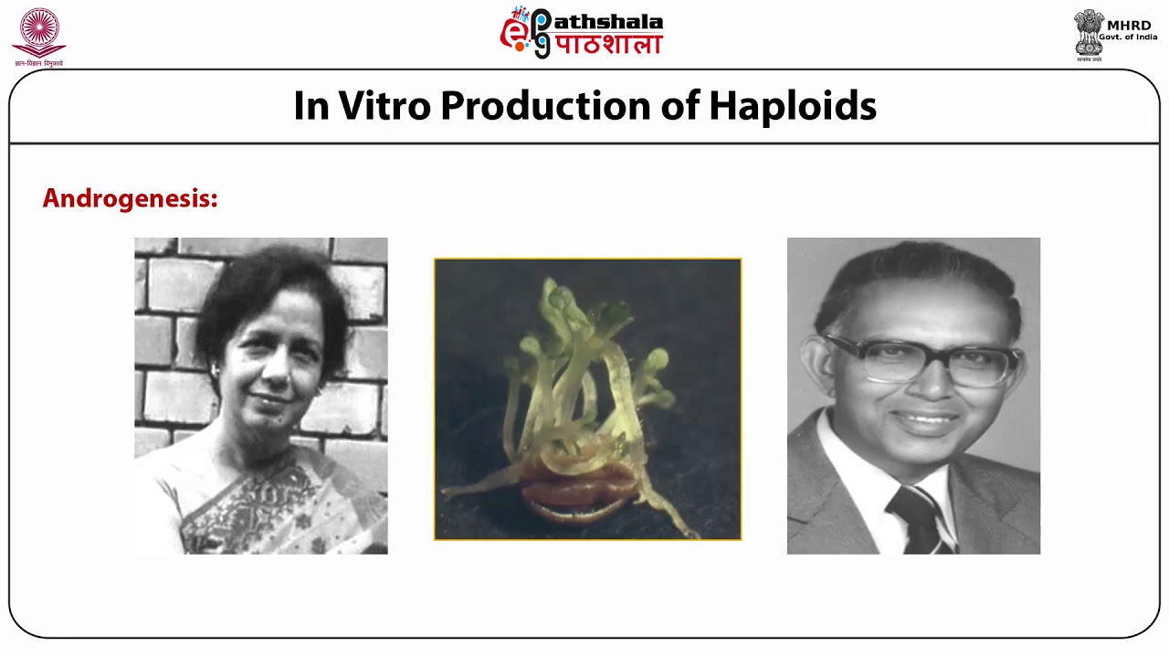 In Vitro Production of Haploids-Part 1 (Anther Culture)