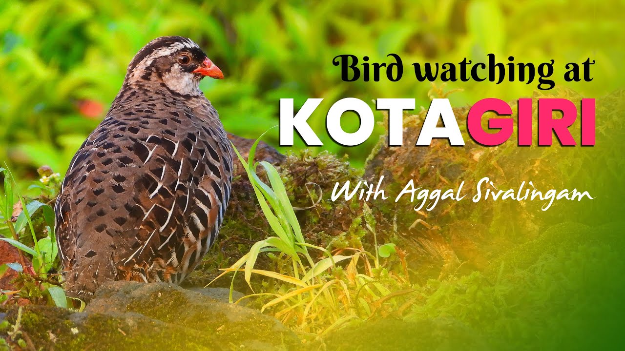 Bird watching at Kotagiri ft. Aggal Shivalingam | Kotagiri- A Fascinating hill station of Tamil Nadu