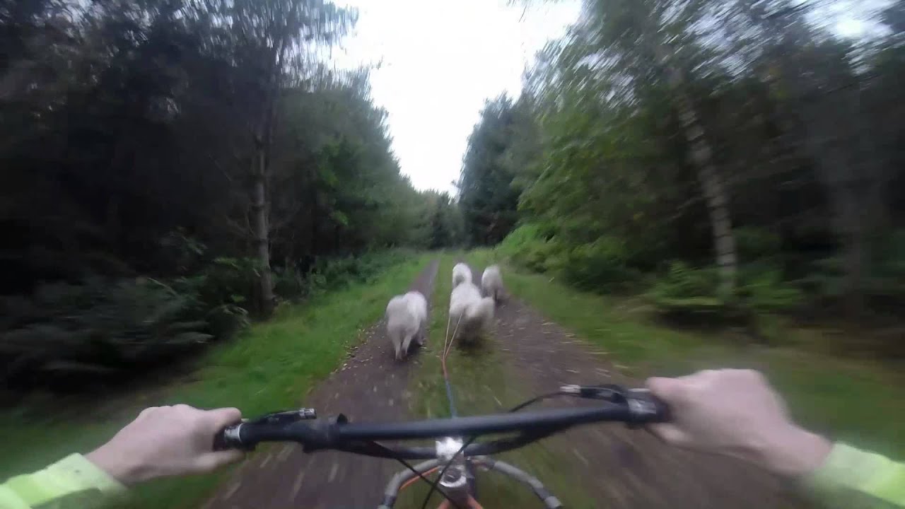 Samoyeds pulling a rig (1)